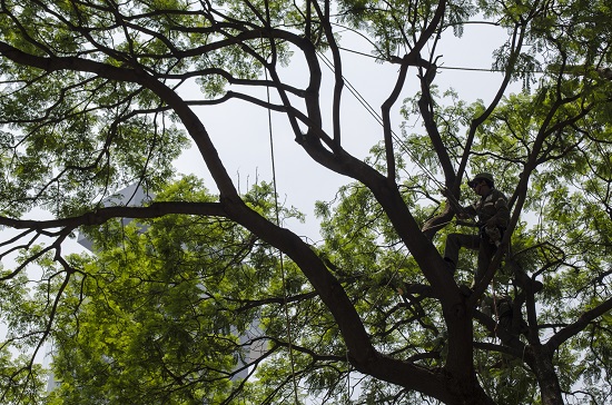Cuánto cobran en la CDMX por podar o quitar un árbol? | Capital México