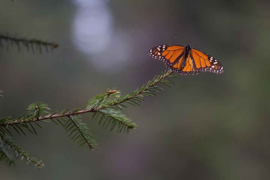 santuarios de la mariposa Monarca