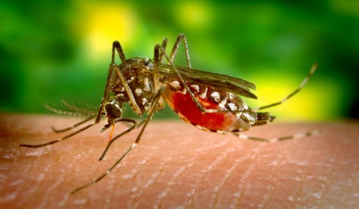 incrementa riesgo de malaria