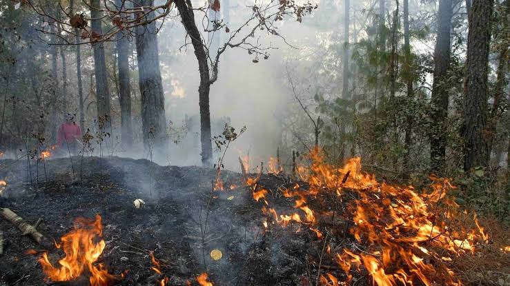 Incendios forestales Foto: Internet