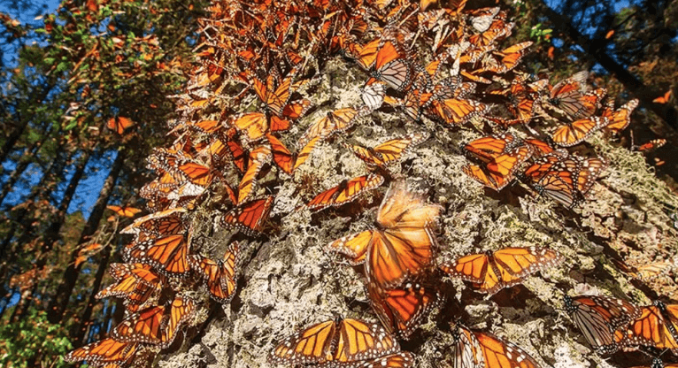 Mariposa monarca Foto: Internet