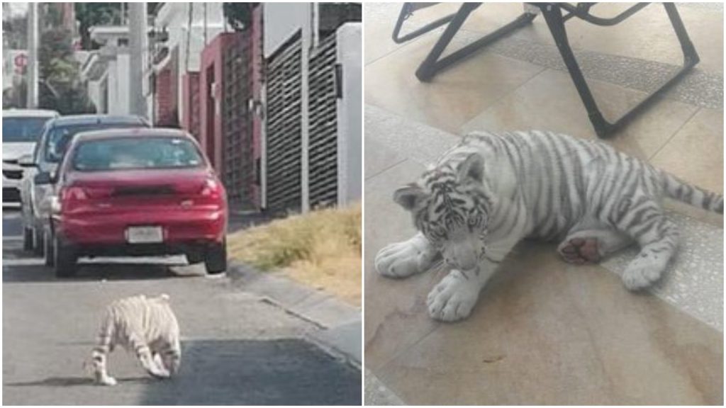 Cachorro tigre paseaba libremente por calles de Juriquilla, Querétaro