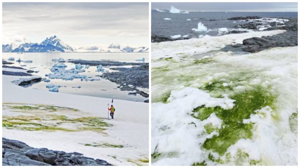 El cambio climático reverdecerá aún más la Antártida