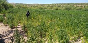 Guardia Nacional Y SEDENA destruyeron plantío de amapola y marihuana en Sonora