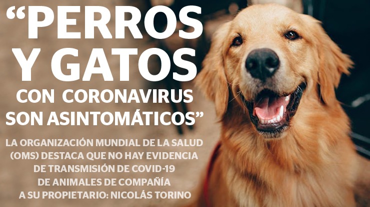 Perros y gatos con coronavirus son asintomáticos