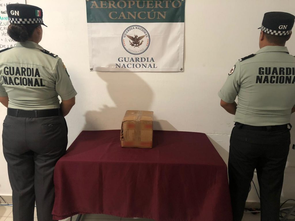 Guardia Nacional aseguró 27 piezas de Buche de Totoaba en Aeropuerto de Cancún