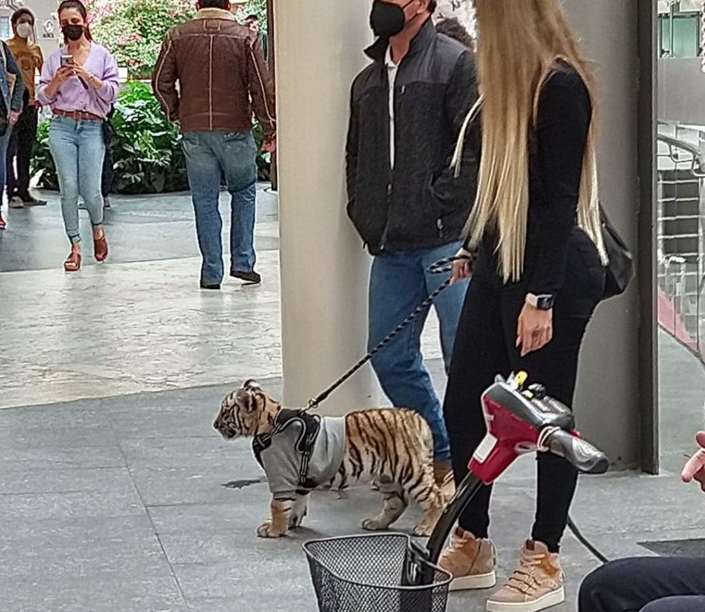 En redes denuncian a mujer que paseaba a tigre en Centro Antara