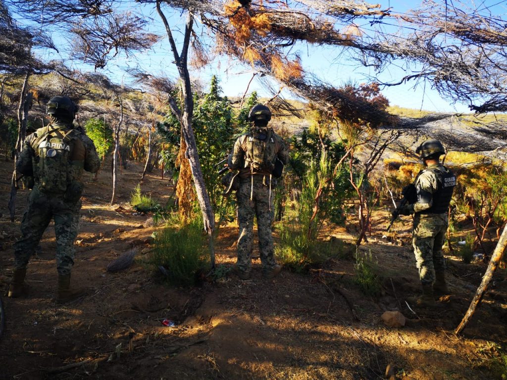 SEMAR y GN erradican plantíos de marihuana en Ensenada, Baja California