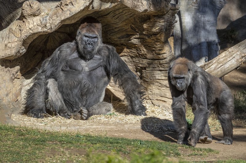 Gorilas Foto: AP