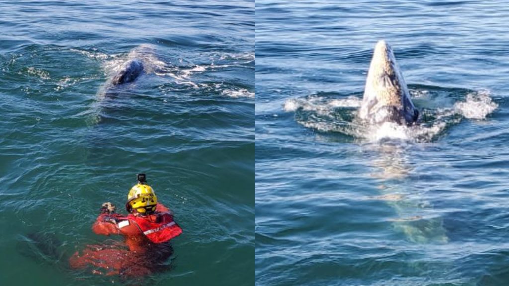 Semar liberó a ballena atrapada en red en costas de Ensenada