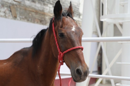 En Tultitlán denuncian maltrato animal tras muerte de caballo que impulsaba basura