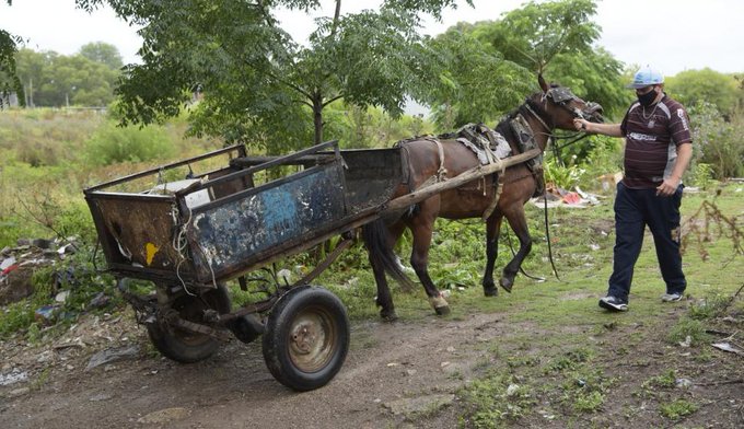 Ecatepec prohibe uso de caballos y burros para recolección de basura