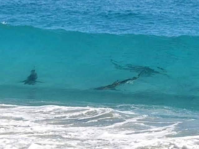 En Playa del Carmen advierten de avistamiento de tiburones en playa Xcalacoco
