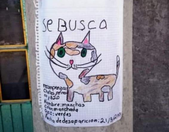 En Hidalgo con dibujo buscan al gato 'manchas'; ofrecen recompensa de $20