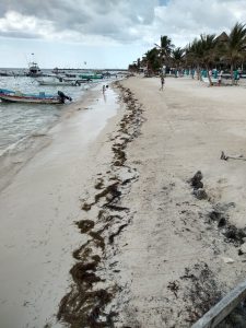 SEMAR mantiene acciones para contener sargazo en Quintana Roo, previo al inicio de la Semana Santa 2021