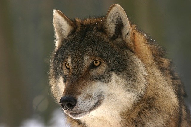 Lobos muerden a empleada en centro de vida silvestre en EUA