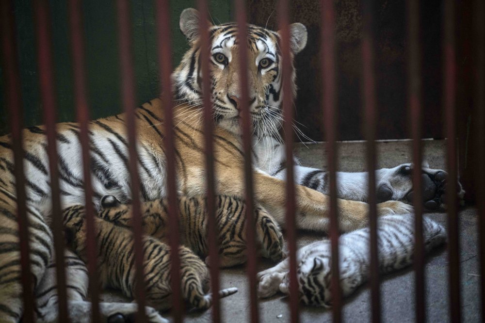 Nacen en Cuba 4 tigres de Bengala; uno de ellos es blanco