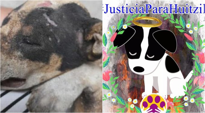 Adolescentes queman vivo a cachorrito en León, Guanajuato