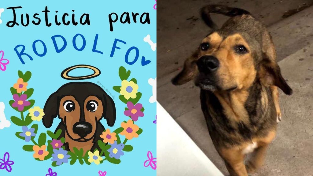 En Sinaloa, sujeto mató a perrito a machetazos; exigen justicia, para 'Rodolfo'