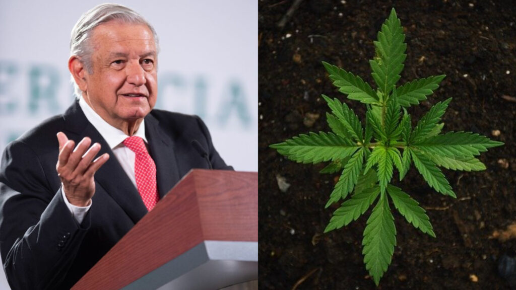 Analizarán beneficios de legalización de marihuana: AMLO