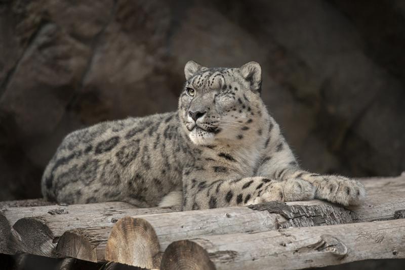 Leopardo no vacunado en Zoológico de San Diego contrae COVID