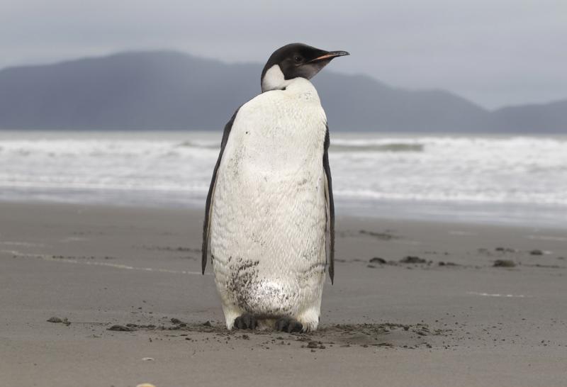El derretimiento del hielo pondrá en peligro el 98% de las colonias de pingüinos emperador para el 2100 Foto: AP