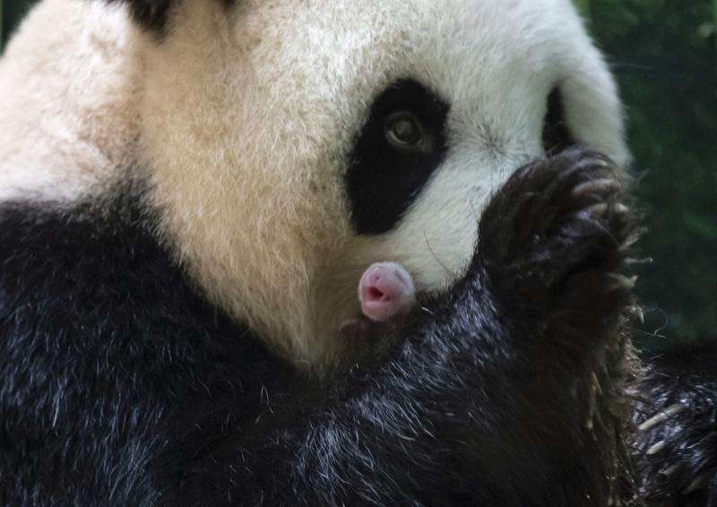 Nacen dos crías de panda gigante en Francia Foto: AP
