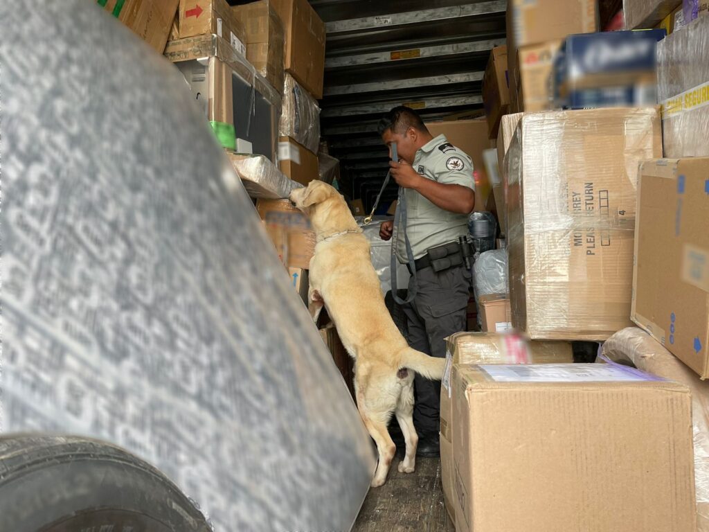 Binomio canino de GN detectó más de 6 mil cartuchos en Zacatecas
