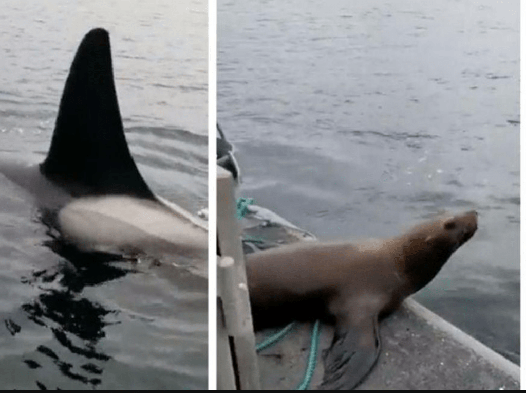 VIDEO I Mujer corre a león marino que se escondía de orcas hambrientas Foto: Internet
