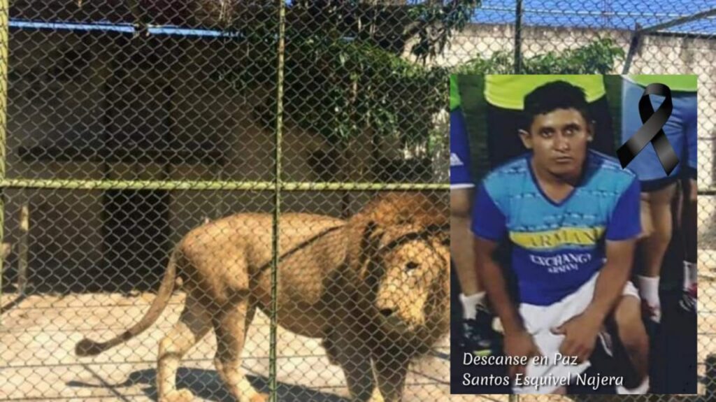 En Guatemala un león escapa y mata a su cuidador