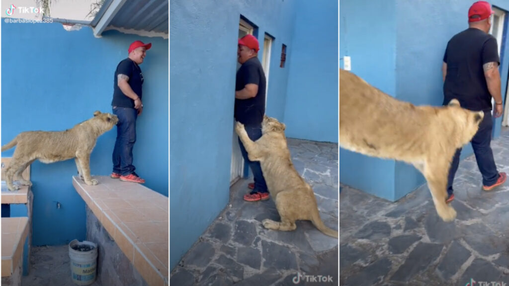 Hombre grita y ríe tras ser perseguido por un león en un patio (Video)