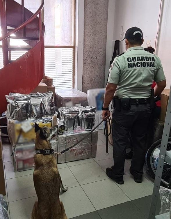 Binomio canino de la Guardia Nacional localizó casi 11 kilos de marihuana *FOTOS GN*