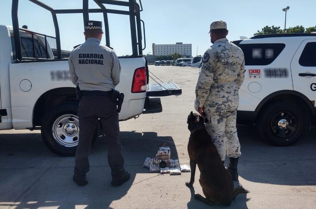 Boris y Ocelote, ejemplares caninos de la GN localizaron pólvora en empresa de mensajería en Culiacán, Sinaloa