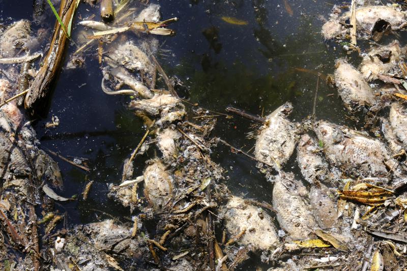 Contaminación de presa pone en riesgo a pescadores en México Foto: AP