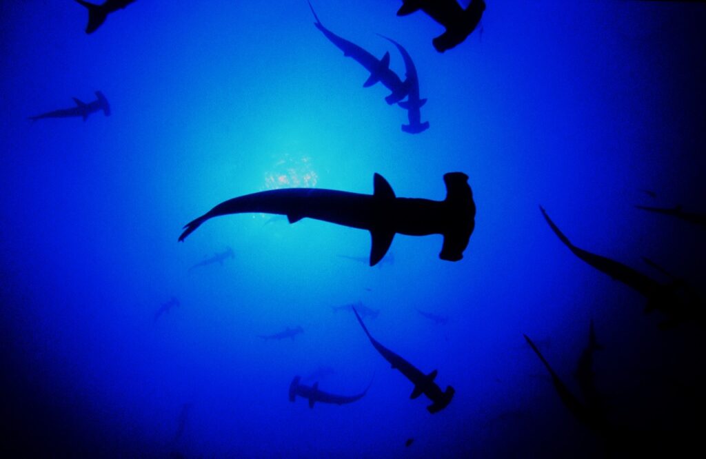 La Organización Internacional “Oceana” alertó sobre la venta de especies marinas en peligro de extinción **FOTO OCEANA*