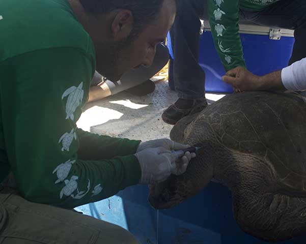 Estudia IPN cinco especies de tortuga marina en peligro de extinción en Sinaloa Foto: IPN