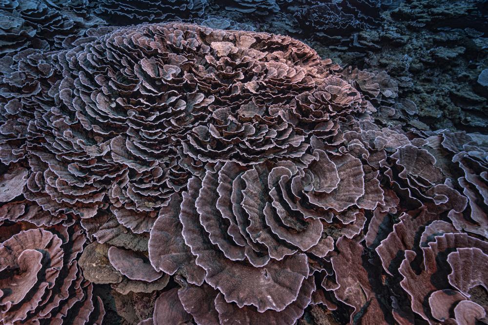 Arrecife de coral raro y prístino encontrado en la costa de Tahití Foto: AP