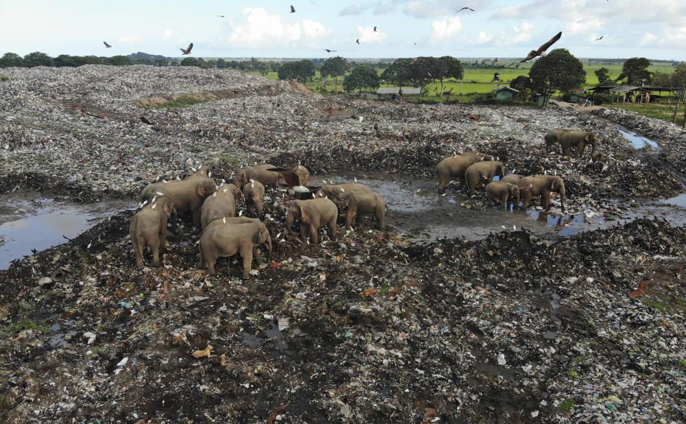 Elefantes mueren por comer desechos plásticos en basurero de Sri Lanka Foto: AP