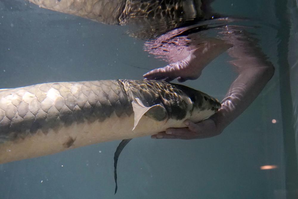 Conoce a Matusalén, el pez de acuario vivo más antiguo Foto: AP