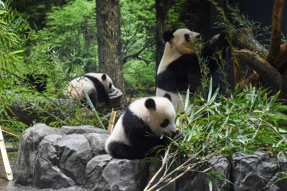 El Zoo de Tokio presenta a sus crías gemelas de panda Foto: AP