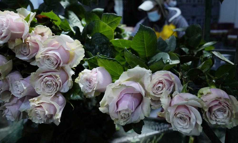 Toneladas de flores ecuatorianas no llegarán a San Valentín Foto: AP