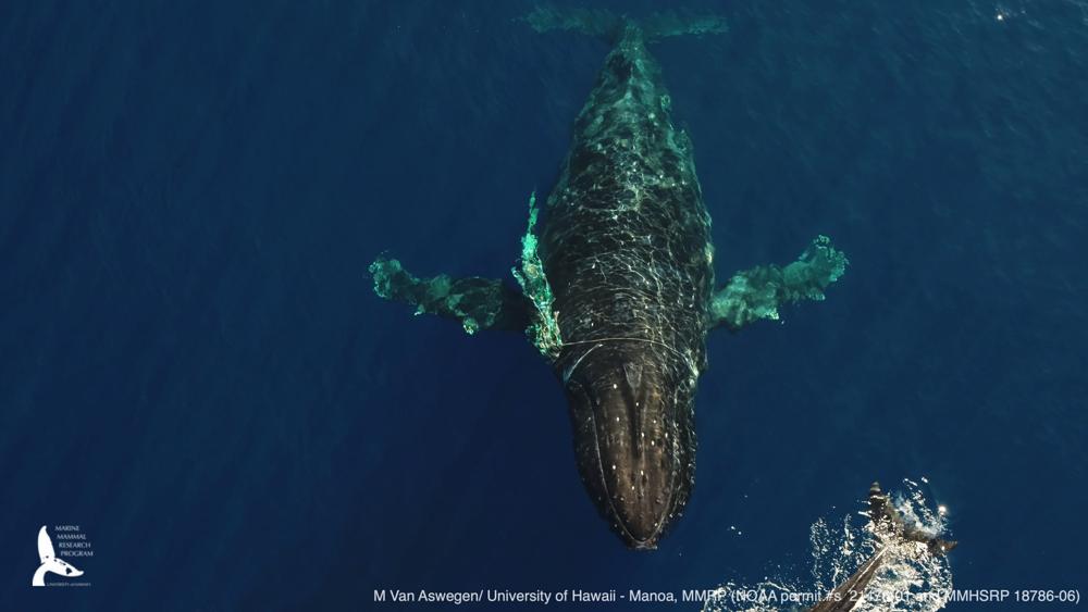 Hawai: Liberan a ballena jorobada enredada en línea de pesca Foto: AP