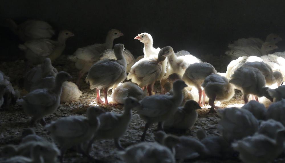 Alerta en granjas avícolas en EUA por caso de gripe aviar