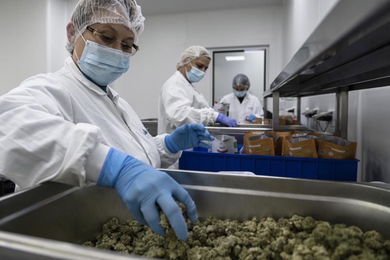 Exgobernantes israelíes impulsan marihuana medicinal Foto: AP