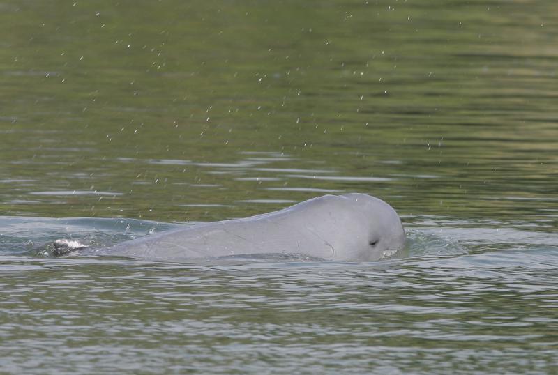 Muere el último delfín de agua dulce en noroeste de Camboya Foto: AP