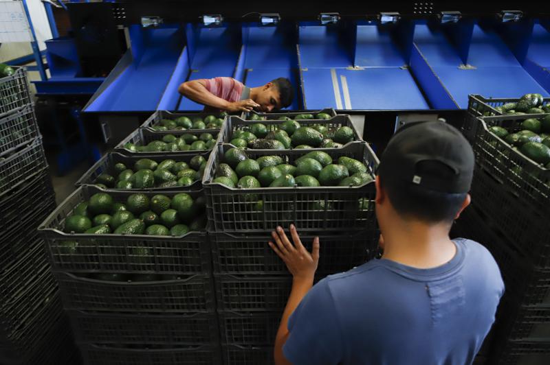 Expertos ven alza en precio del aguacate, daño a productores mexicanos Foto: AP
