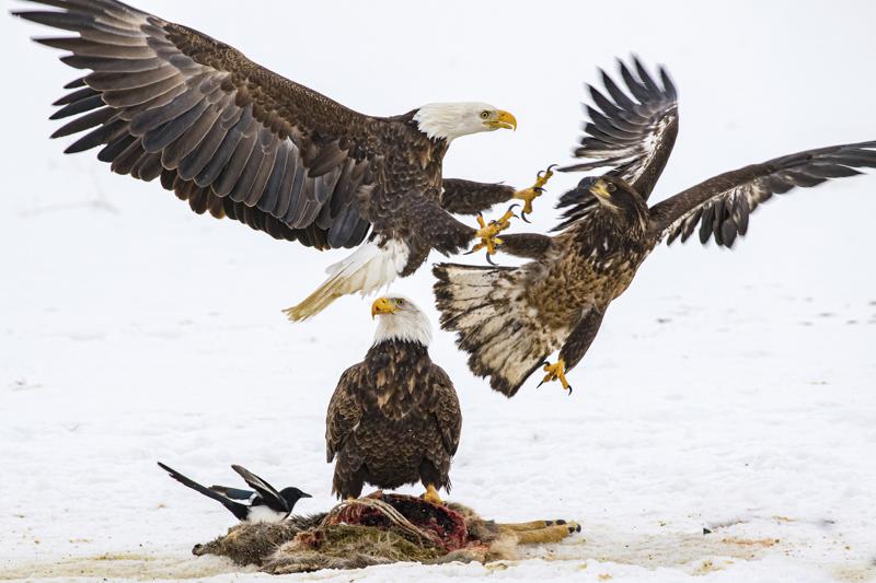 EUA: Casi 50% de águilas calvas están envenenadas con plomo Foto: AP