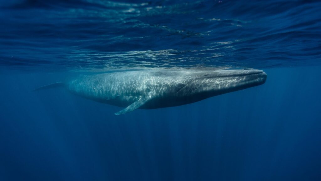 Urgente proteger a las ballenas que llegan a aguas mexicanas: OCEANA