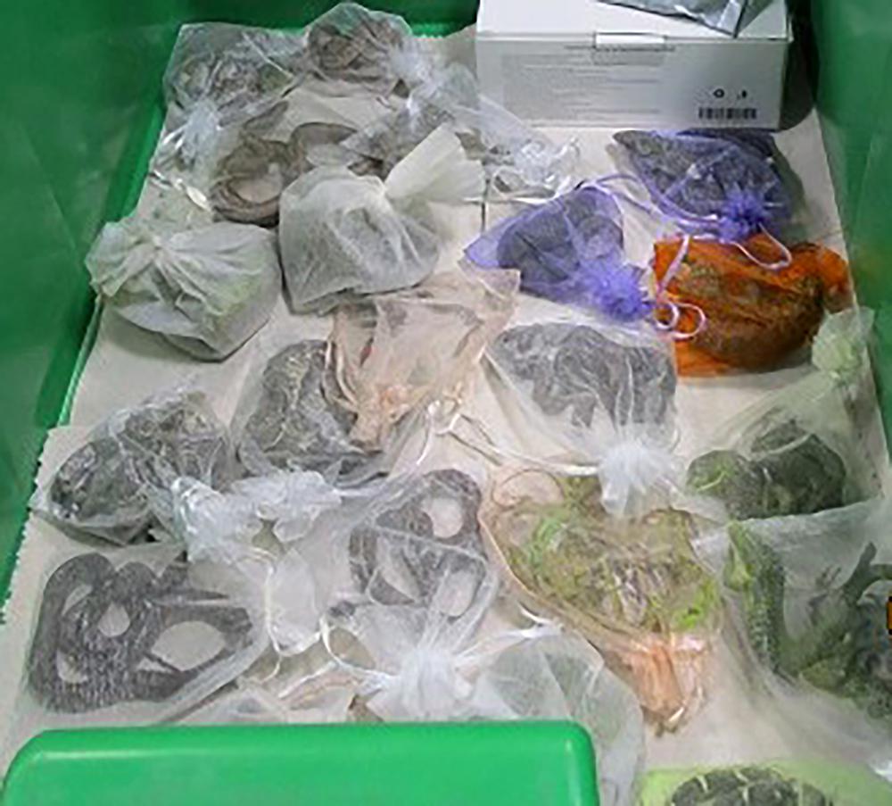 Autoridades fronterizas encuentran 52 reptiles escondidos en ropa de hombre Foto: AP