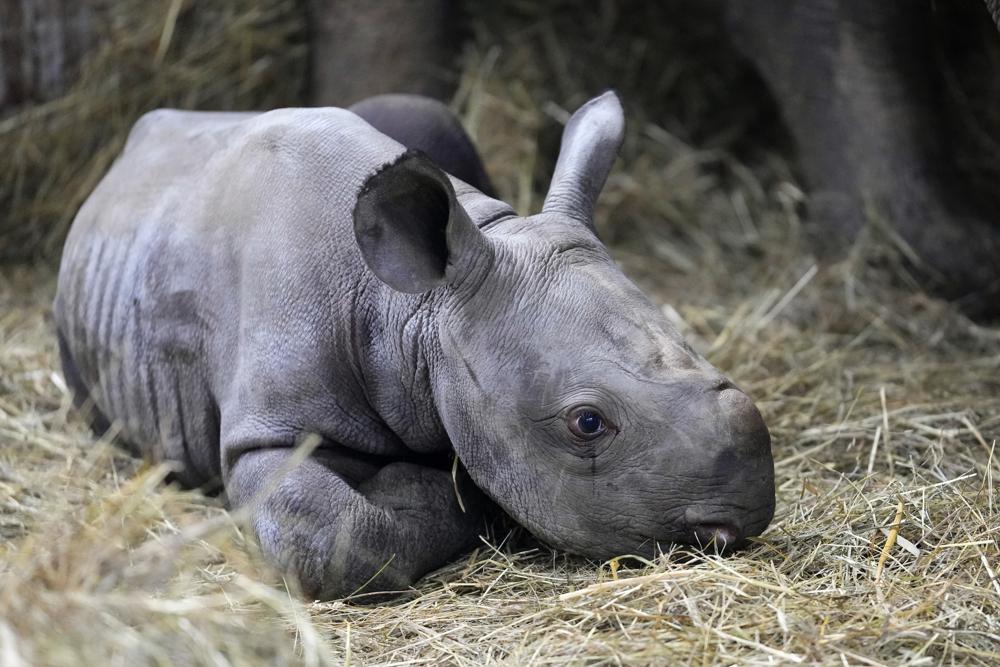 Rinoceronte en peligro de extinción nacido en zoológico checo, llamado Kiev Foto: AP